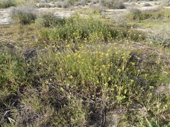 Brassica fruticulosa