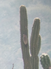 Melanerpes hypopolius