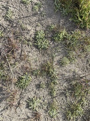 Lessingia glandulifera