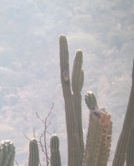 Melanerpes hypopolius