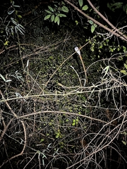 Terpsiphone paradisi