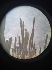 Melanerpes hypopolius