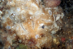 Psammocinia