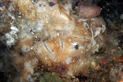 Psammocinia