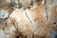 Psammocinia