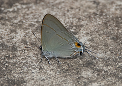 Hypolycaena erylus