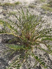 Astragalus pomonensis