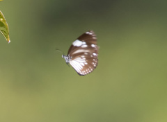 Euploea radamanthus
