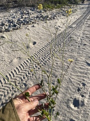 Brassica fruticulosa