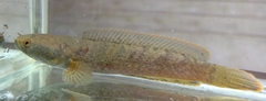Channa limbata
