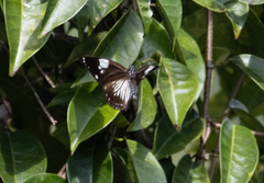 Euploea radamanthus