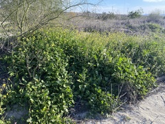 Brassica fruticulosa