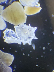 Foraminifera