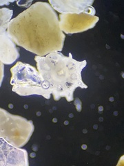 Foraminifera