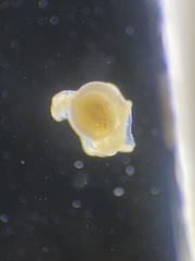 Tubothalamea