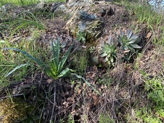 Dudleya cymosa