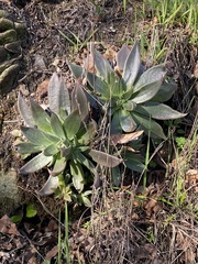 Dudleya cymosa