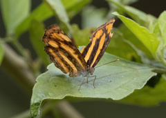Pantoporia