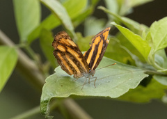 Pantoporia