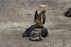 Limenitidinae