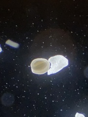 Miliammina obliqua