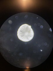 Elphidium crispum