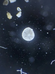 Elphidium crispum