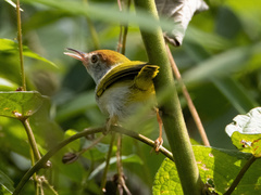 Orthotomus atrogularis