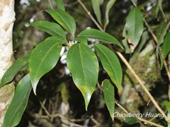 Dendropanax dentiger