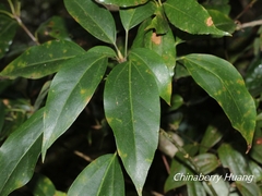 Dendropanax dentiger