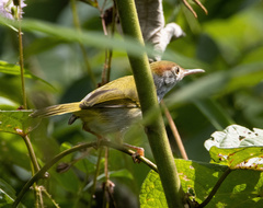 Orthotomus atrogularis