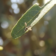 Dioprosopa clavata