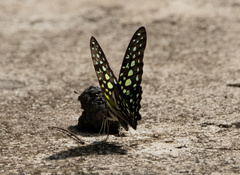Graphium agamemnon