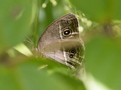 Mycalesis mineus