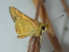 Taractrocera ina