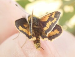 Taractrocera ina
