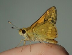 Taractrocera ina