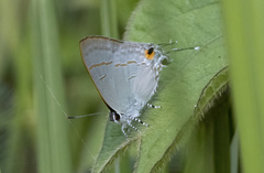 Hypolycaena erylus