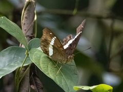 Limenitidinae