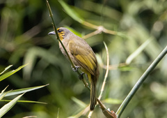 Pycnonotus finlaysoni