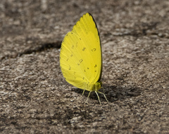Eurema blanda