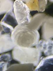 Rotalioidea