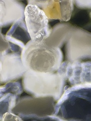 Rotalioidea