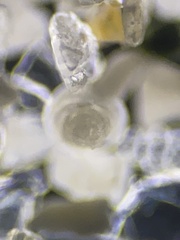 Rotalioidea