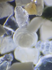 Rotalioidea