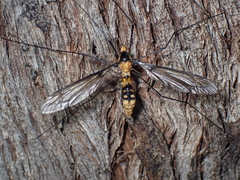 Leptotarsus clavatus