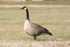 Branta canadensis moffitti