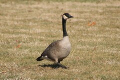 Branta canadensis moffitti