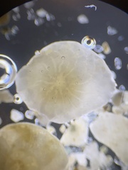 Foraminifera