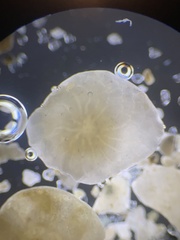 Foraminifera
